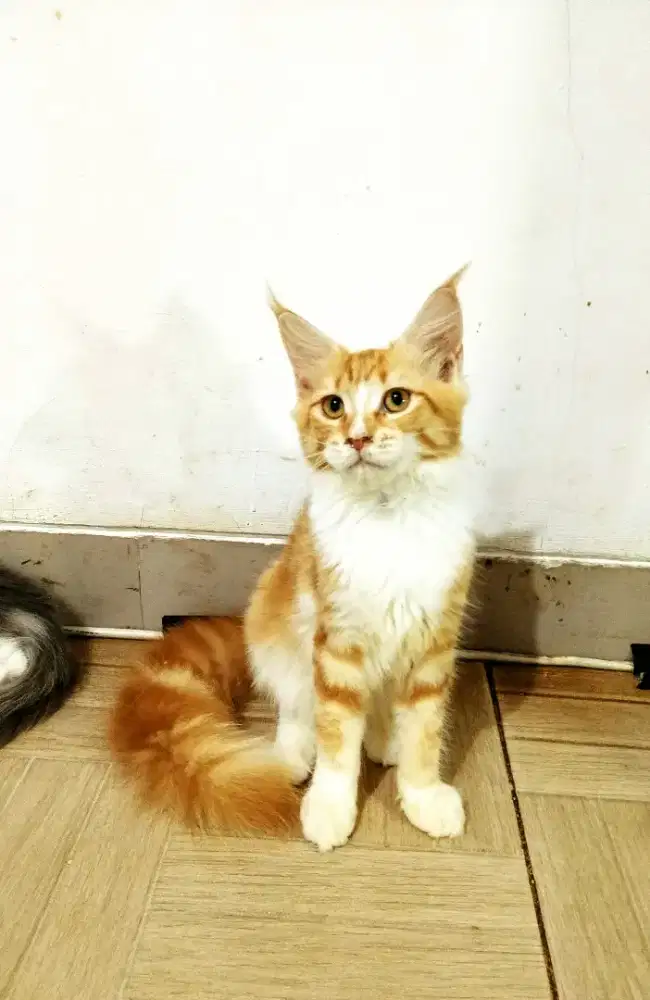 Kitten MaineCoon Betina Pure No mix. Induk Cfa Show Quality