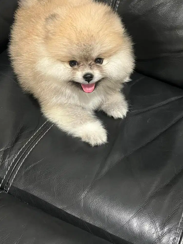 Anak anjing minipom