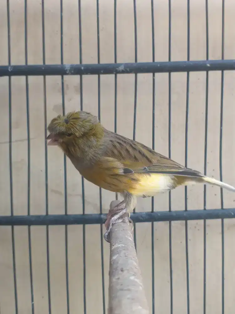 Kenari Gloster Corona x Spanish Timbrado  Gacor