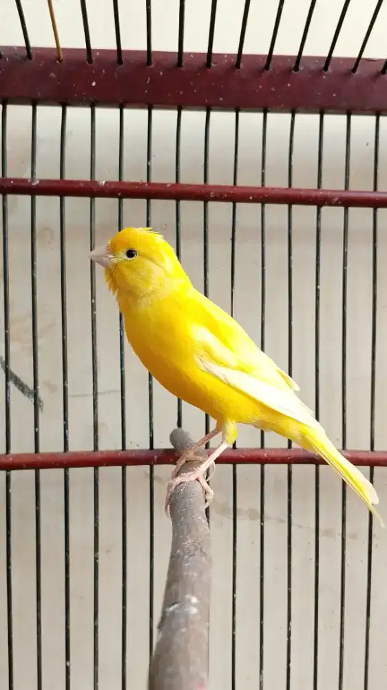 Kenari Yellow Intensive Import, Jantan
