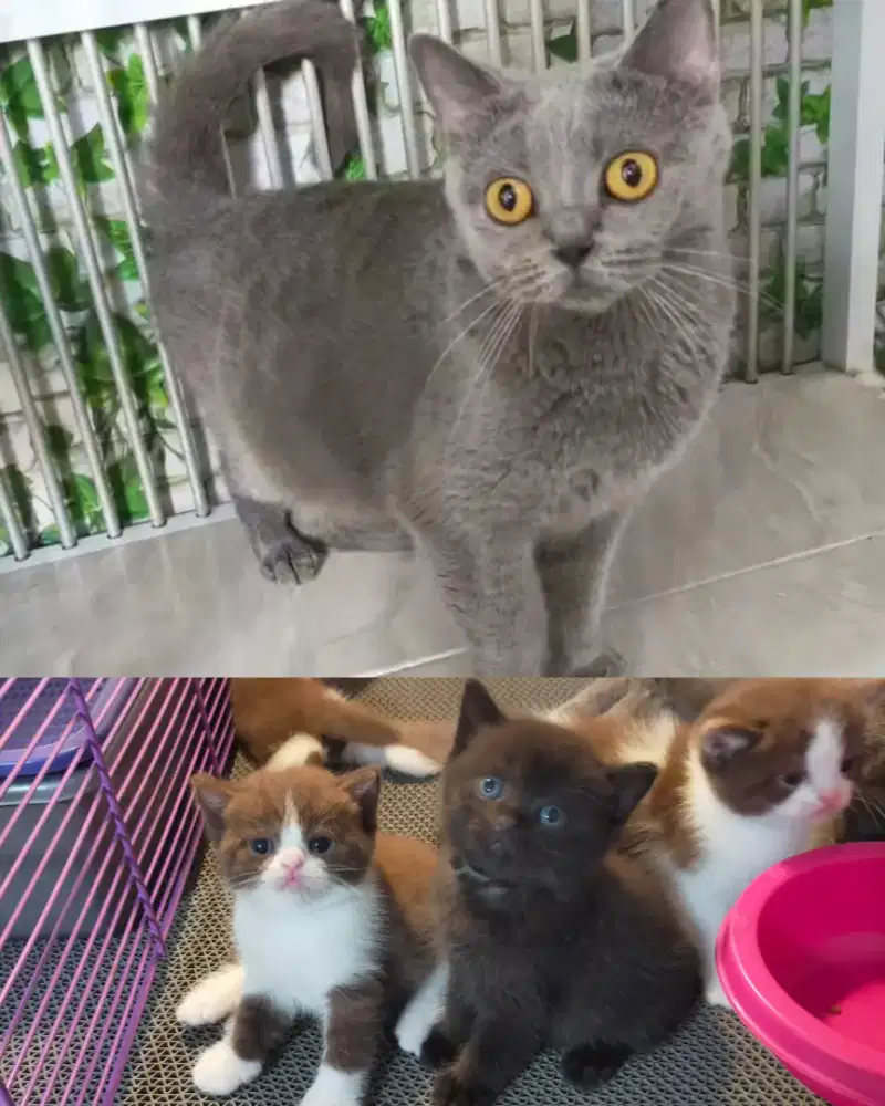 Kucing bsh British shorthair indukan betina proven