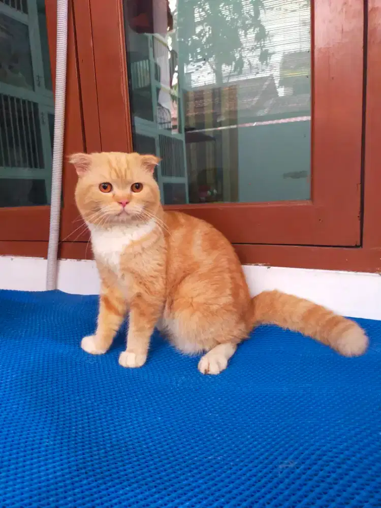 Kucing scotish fold jantan Red tabby