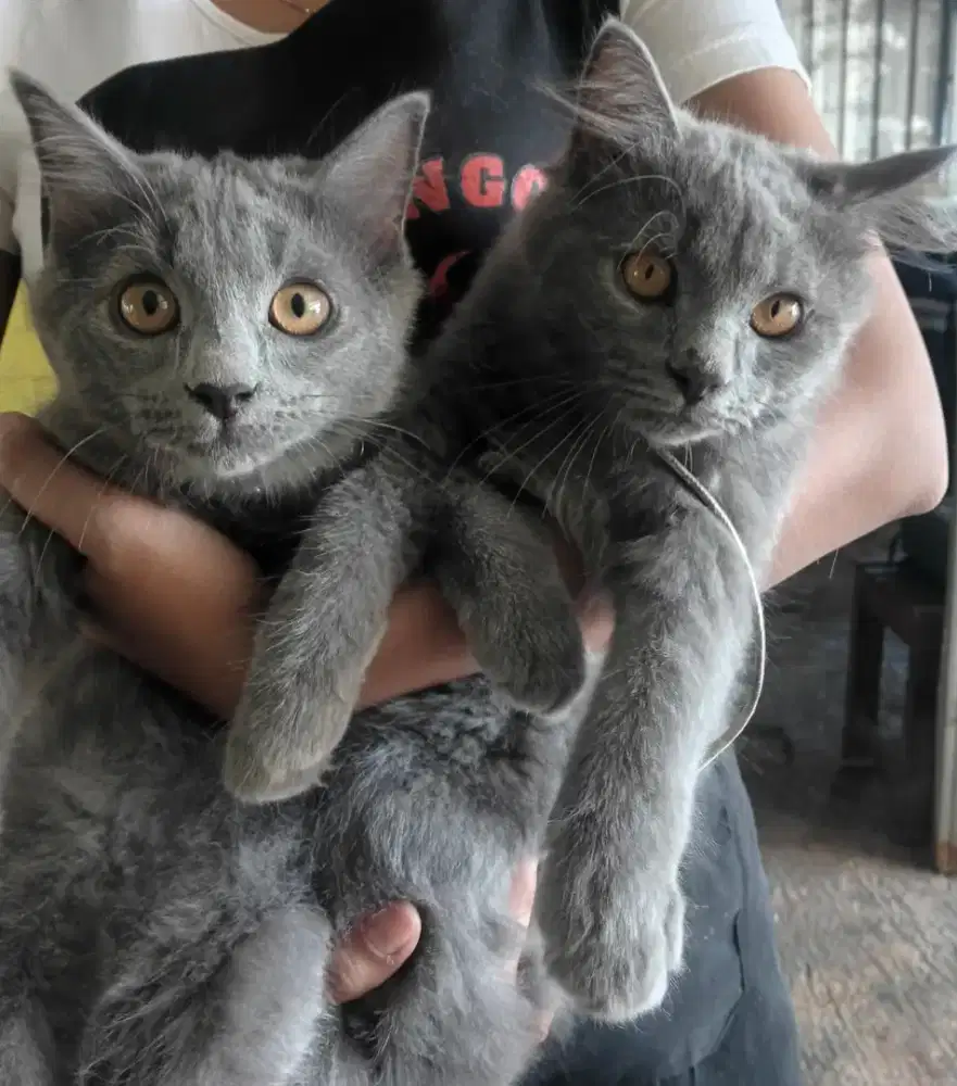 Kucing BSH mix persia bulu panjang usia 8bln badan bongsor