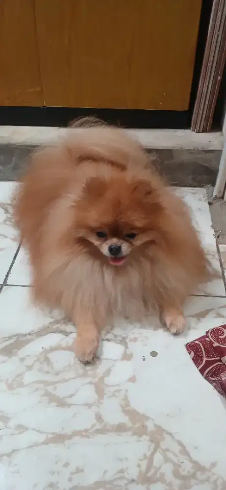 Anjing Mini Pomeranian
