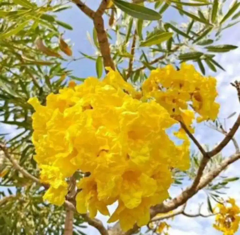 Pohon sakura/tabebuya bunga kuning