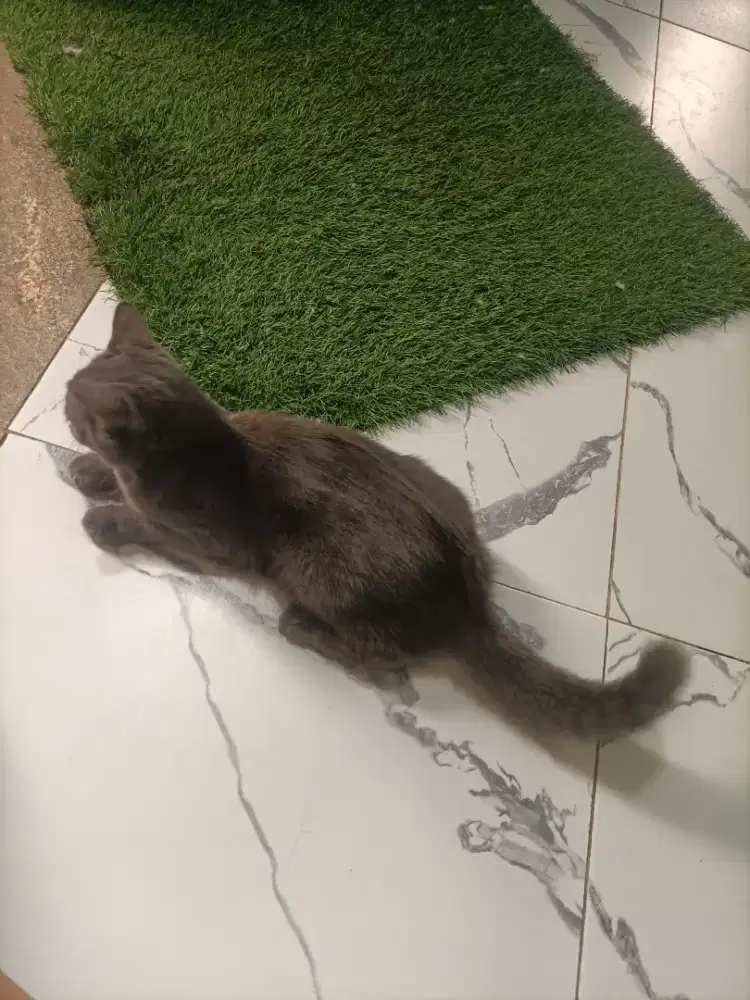 Betina usia 7 bulan jinak aktip