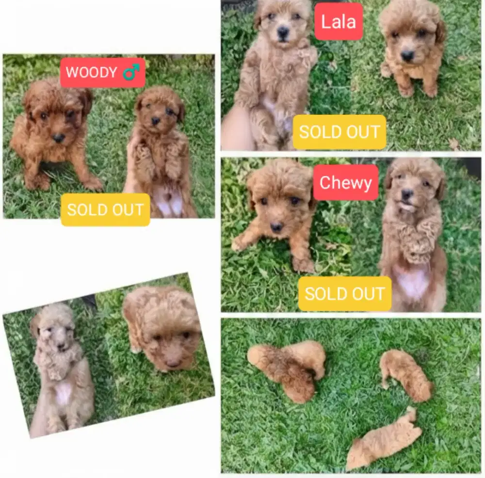 ADOPT ME! Toy Poodle Gemoy Red Apricot