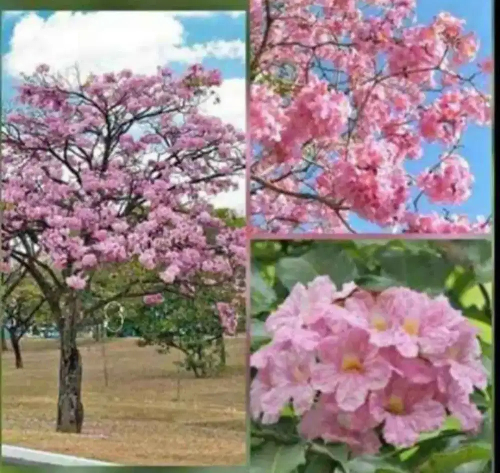 Pohon tabebuya bunga pink/sakura