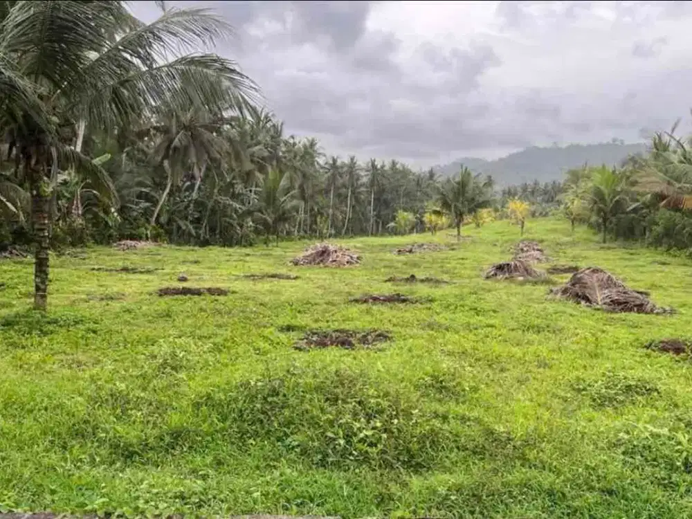 Tanah Komersial 23 Are Pinggir Jalan Utama Banyubiru Jembrana Bali