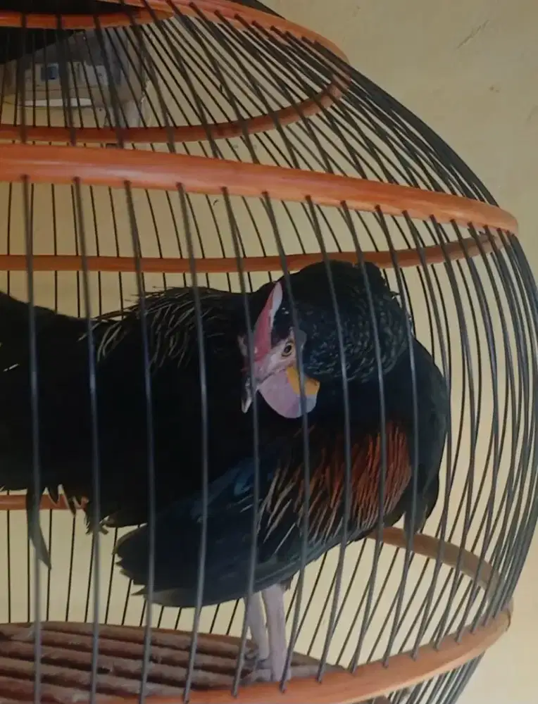 Ayam hutan hijau sumbawa