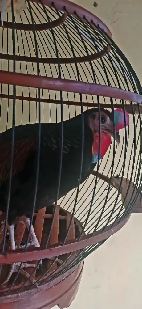 Ayam hutan hujau sumbawa