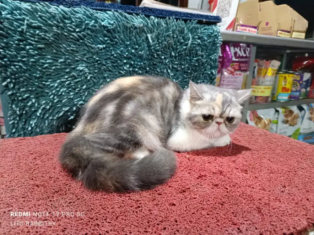 Anakan Kucing Peaknose Exotic/Pignose BETINA