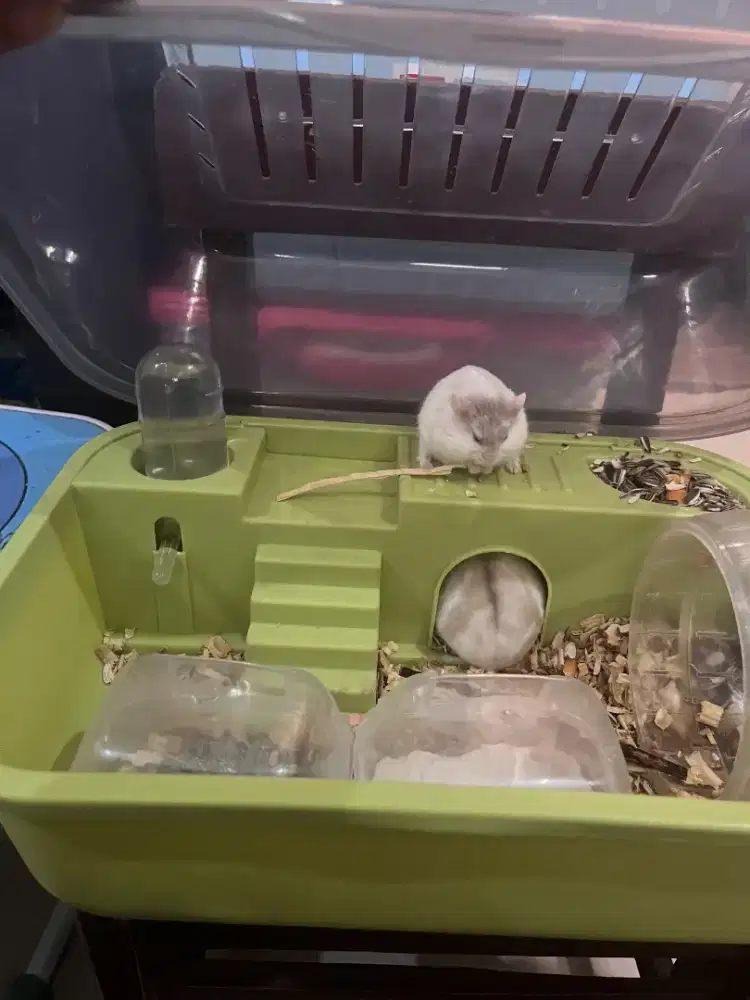 Open adopt lanjut rawat hamster 2 ekor komplit kandang perlengkapan