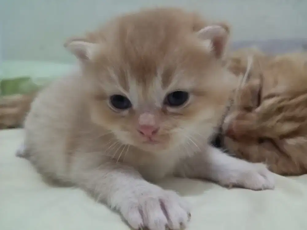 Kucing mix BSH dan Persia umur 1.5 bln
