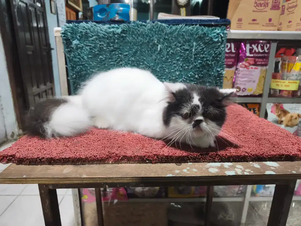 Anakan Kucing Peaknose Longhair/Pignose Longhair JANTAH