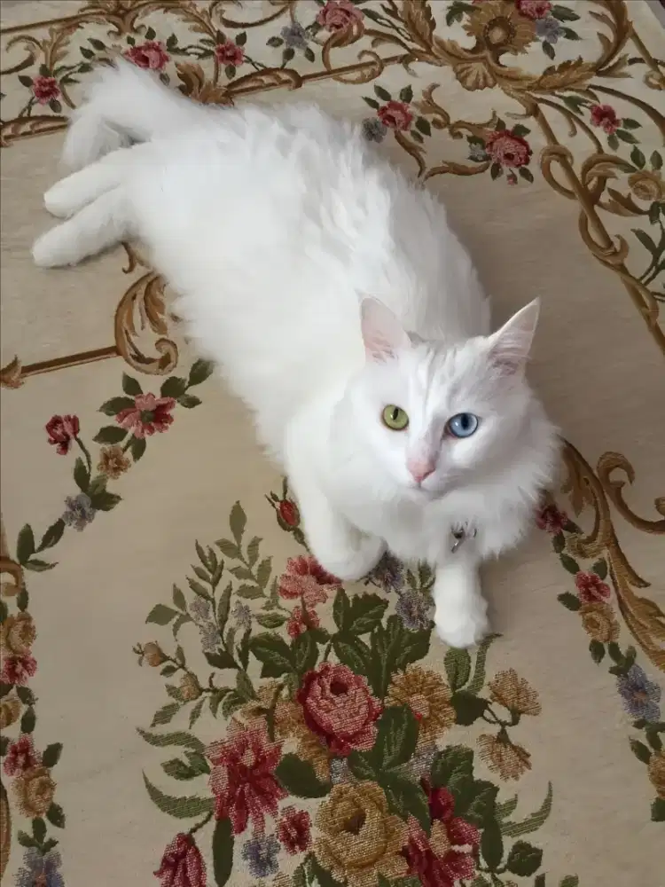 Kucing Premium ( Langka )