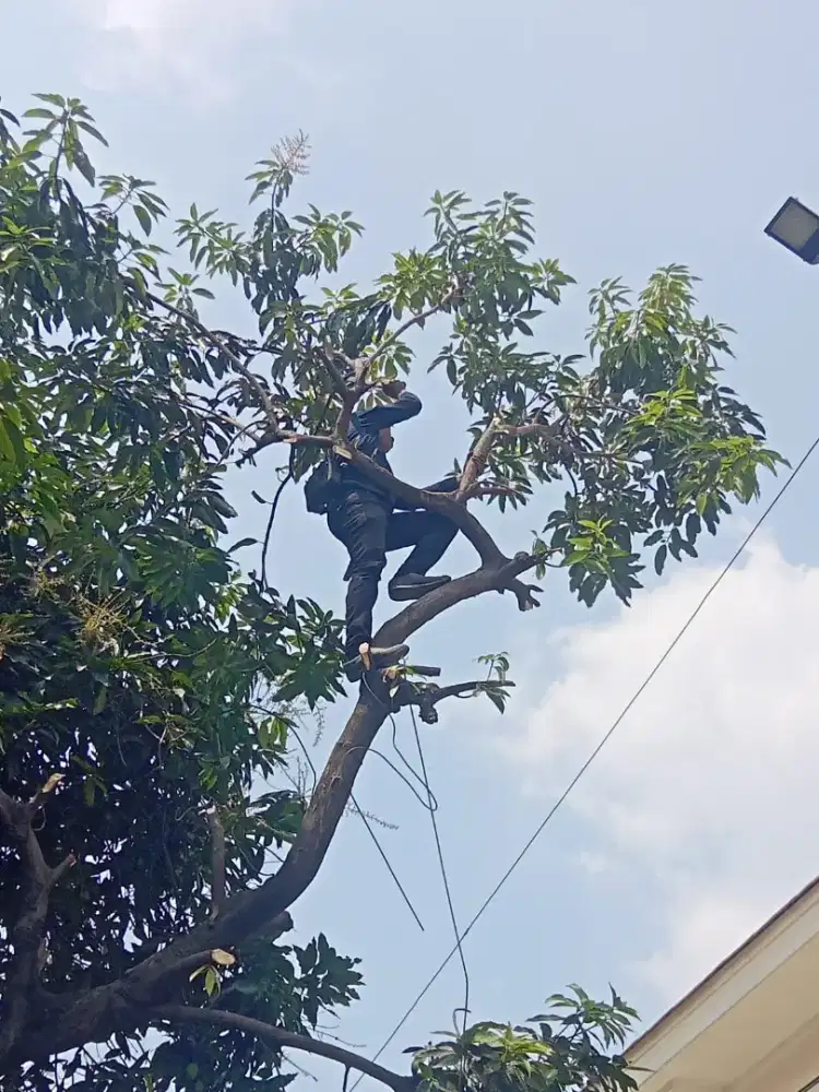 jasa tebang pohon
