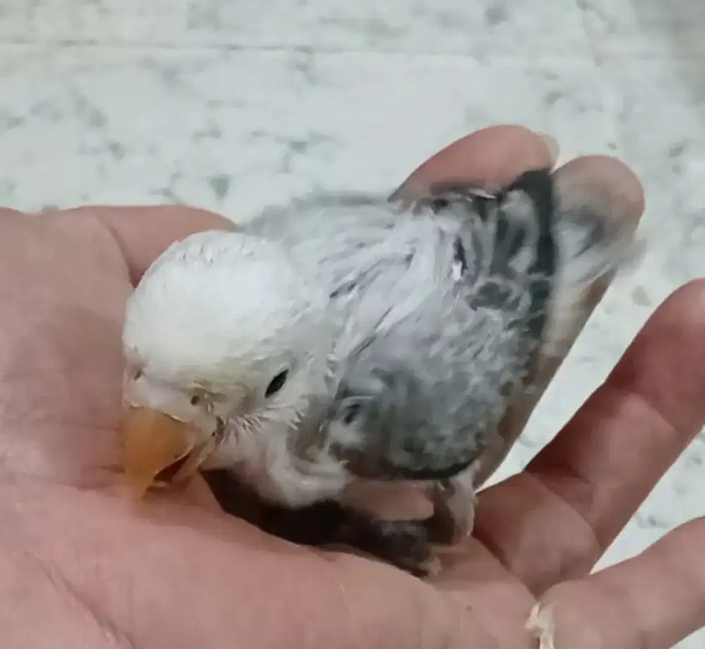 Burung lovebird