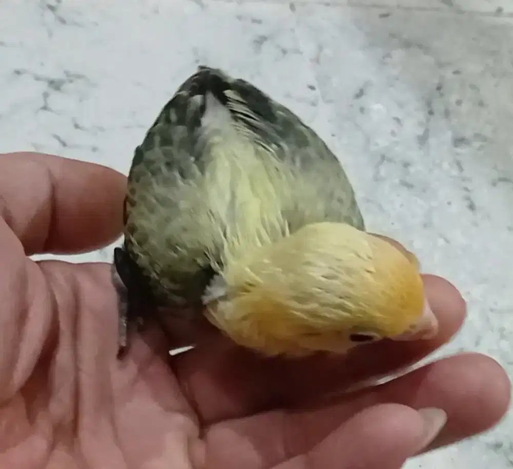 Burung lovebird