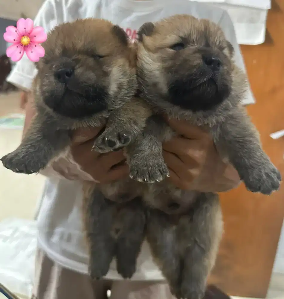 For Booked Chow Chow Jantan Betina Stamboom