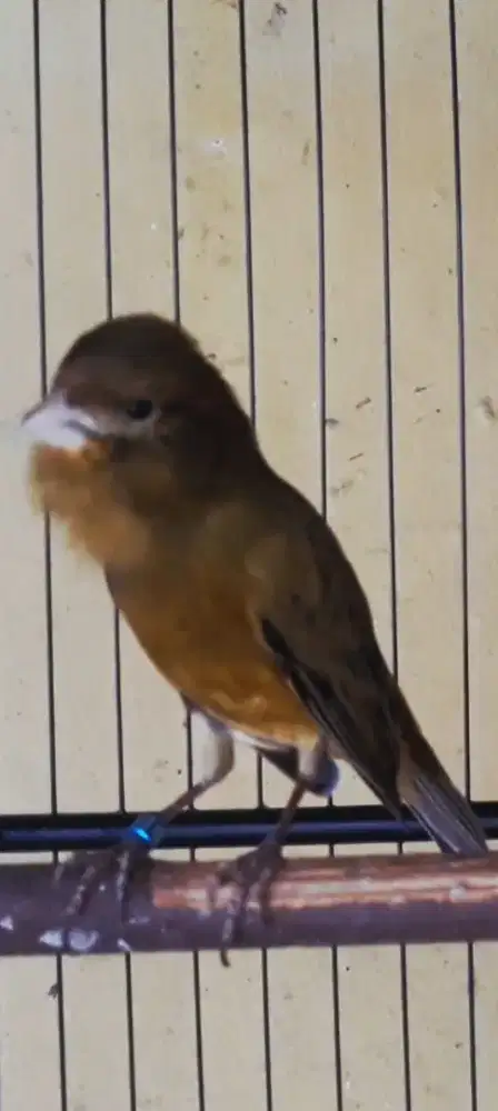BURUNG KENARI HIJAU POLOS RING GACOR BURJA