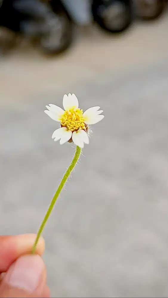 Dicari ART Menginap