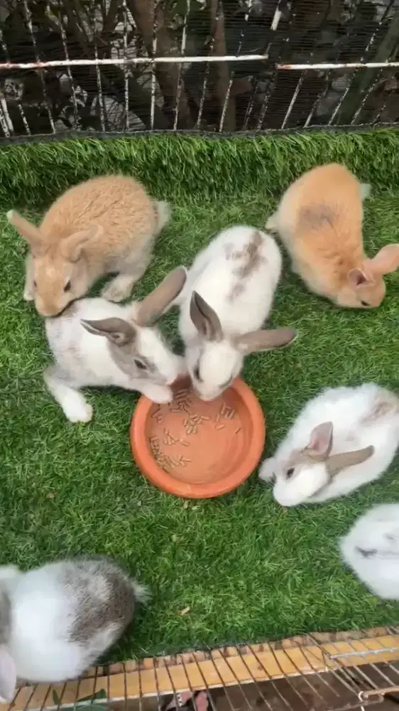 ANAK KELINCI LOKAL & ANGGORA LOKAL