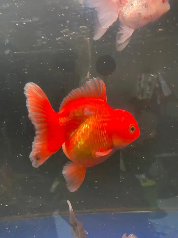 Ikan mas koki orlanda panda gold fist 3 ekor mumer