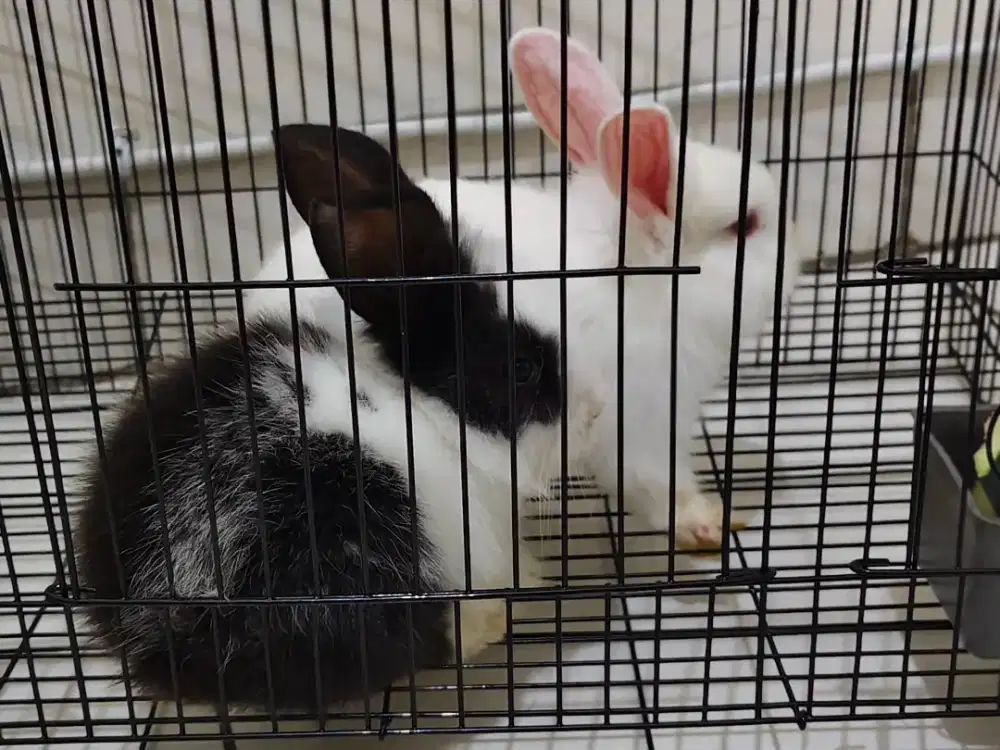 Healthy Pet Rabbit with Cage and Accessories – Rp 300,000