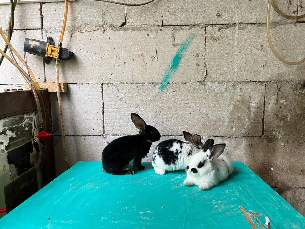 Kelinci Rex, Kelinci Lucu, Bulu Halus
