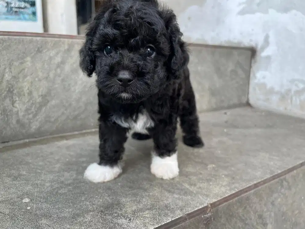 Puppy Poodle Tuxedo Jantan Anak Anjing Dog Black White