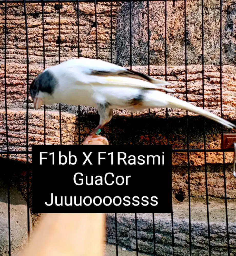 Kenari F1bb X F1Rasmi GuaCor Juuuoooosss