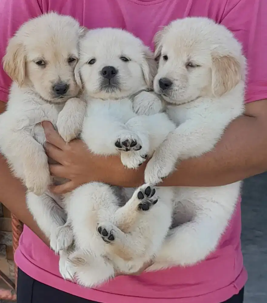 Golden Retriever Betina Non Stamboom
