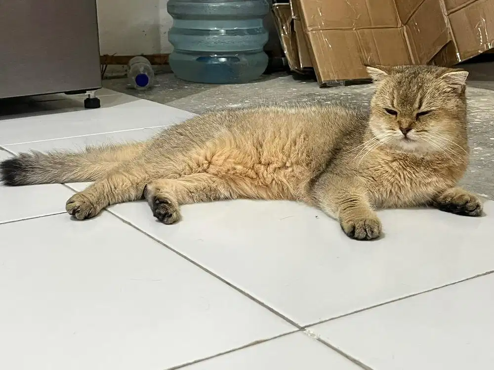 BSH GOLDEN NY25