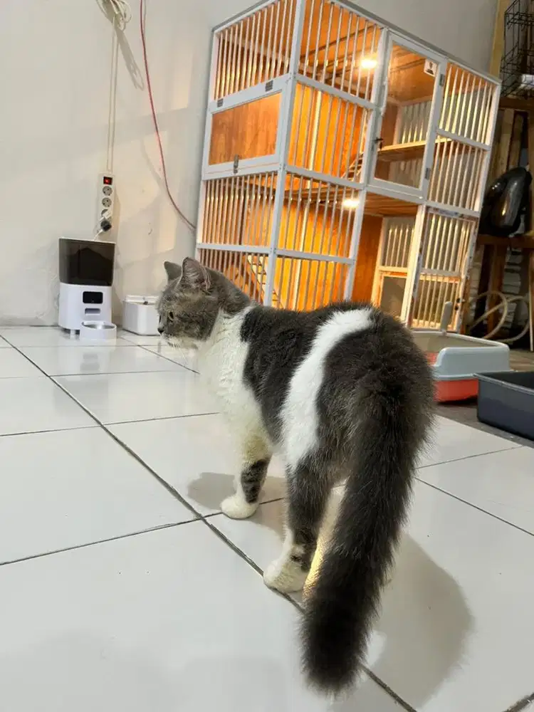 BSH mix Persia betina