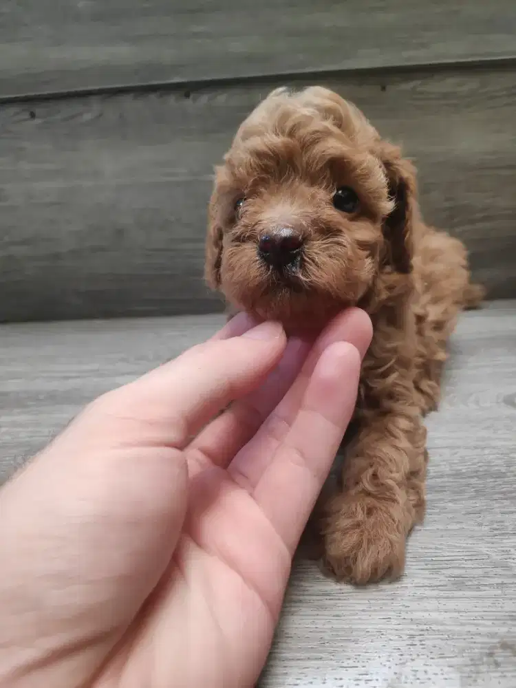 Toy poodle 2 bulan cewe