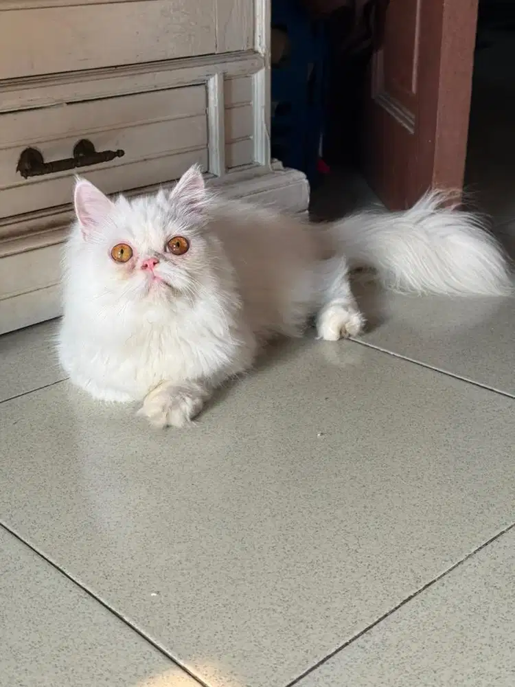 Kucing peaknose persian