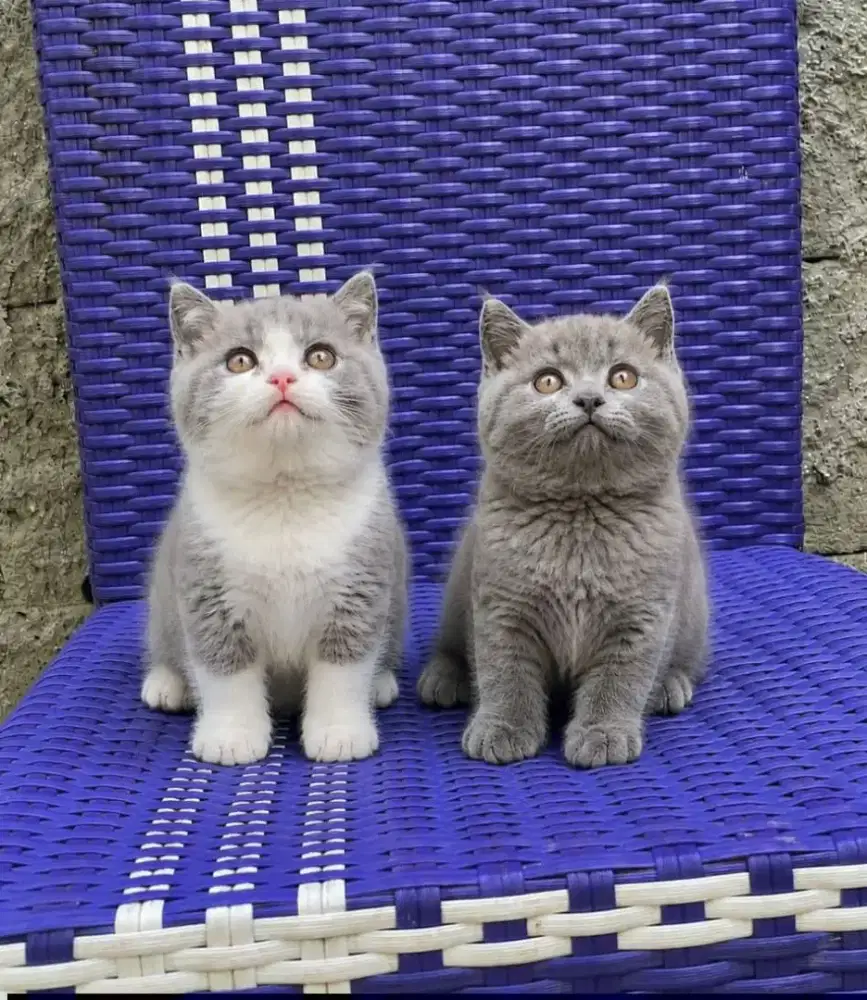 British shorthair kitten