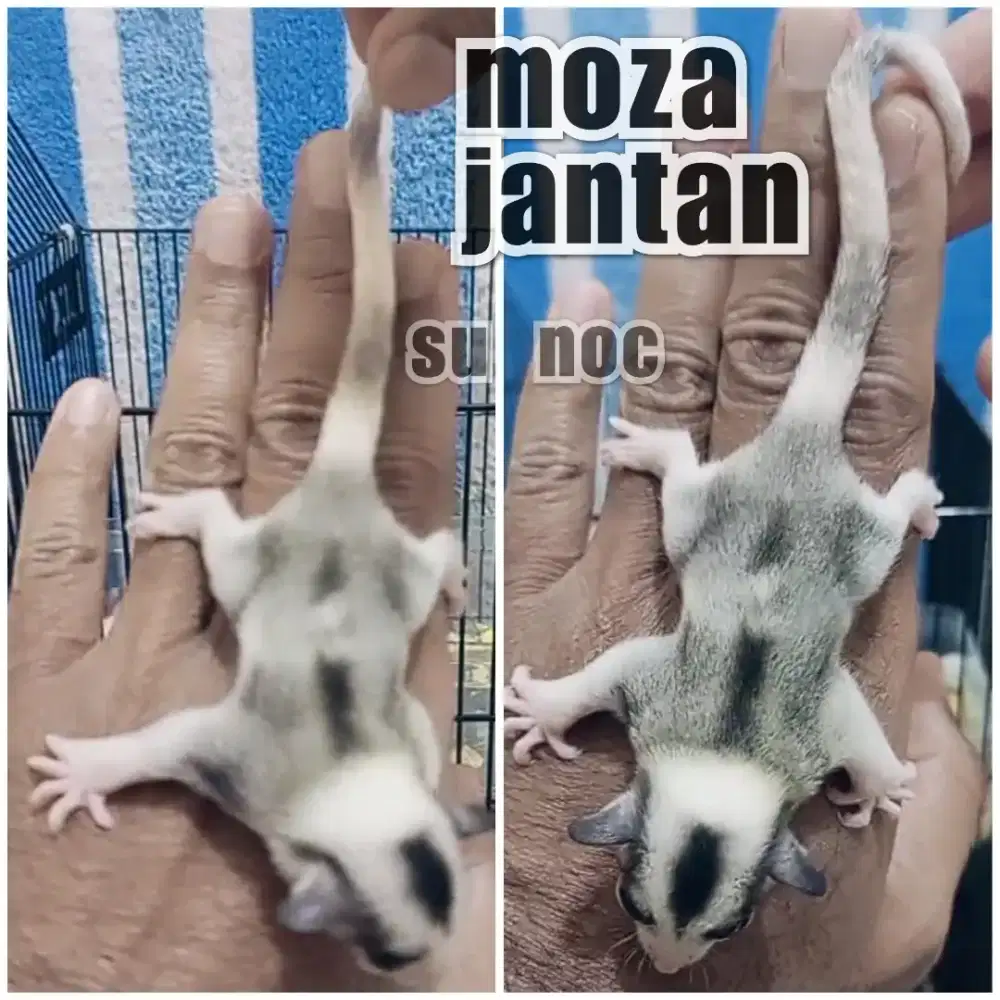 sugar glider moza jantan ringtail