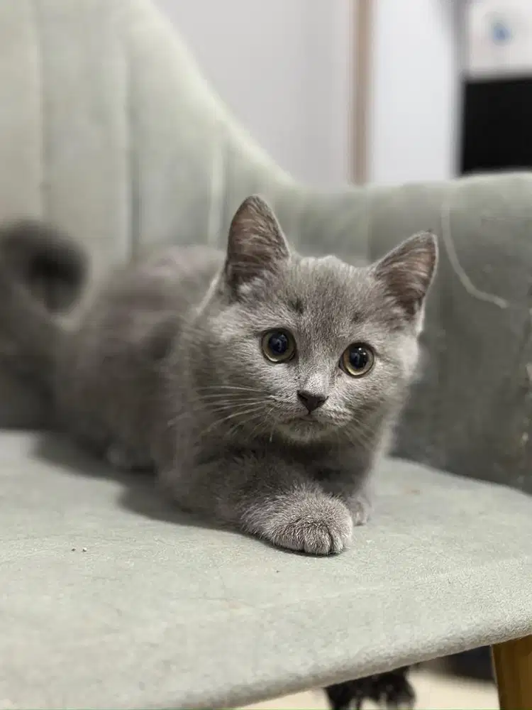 Kucing BSH NONPED