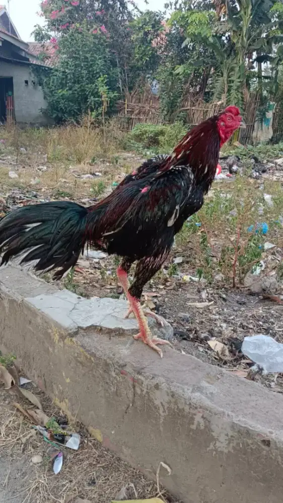 Jual Cepat Ayam Bangkok Trah Juara!