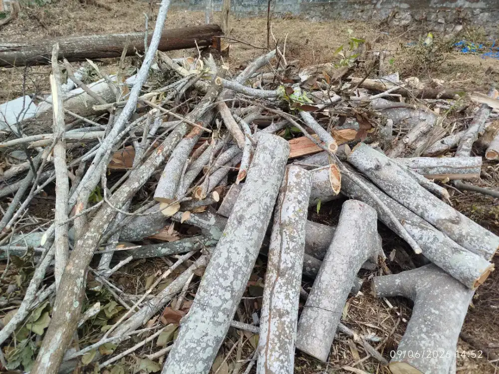 Gratis kayu bekas tebang unt kayu bakar kayu paket