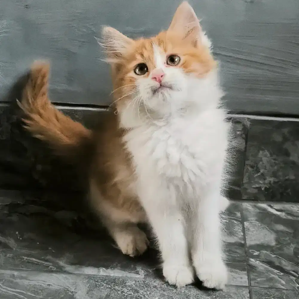 kucing persia kitten