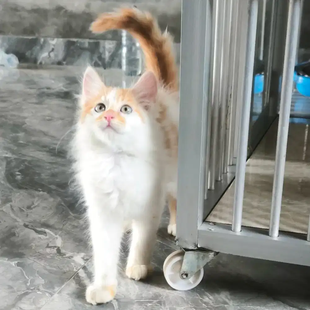 kucing persia kitten