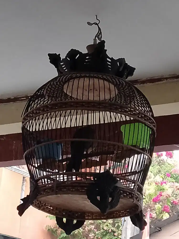 Burung Tekukur kuk 4