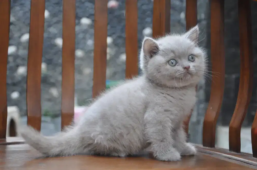 Bsh lilac jantan