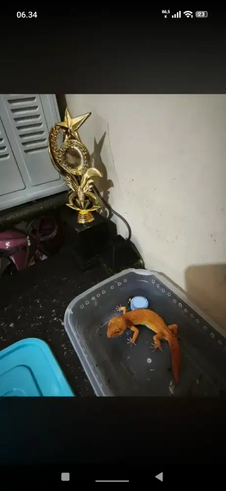 Gecko hewan lucu