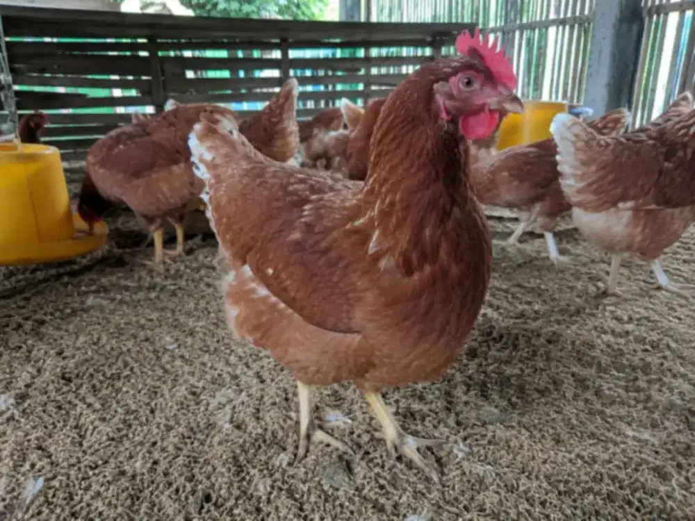 Ayam petelur isabrown