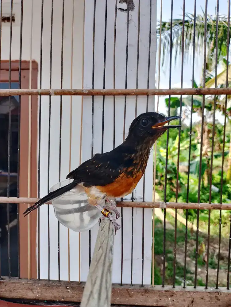 Trotol Murai Batu Jantan Medan x Balak 6 Umur 3,5 Bulan Poer Total