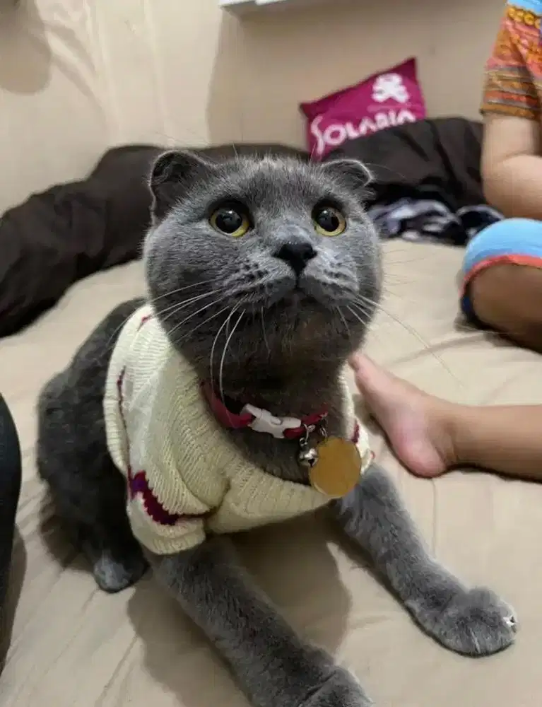 Scootish fold mix bsh lilac